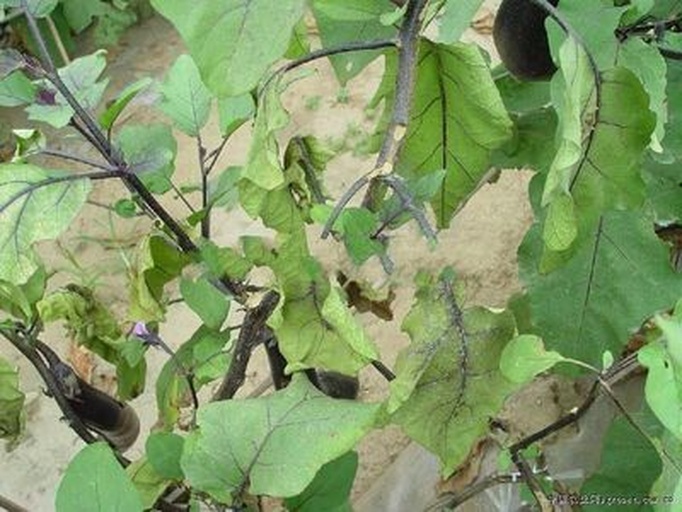 谷子除草剂药害典型症状对比图