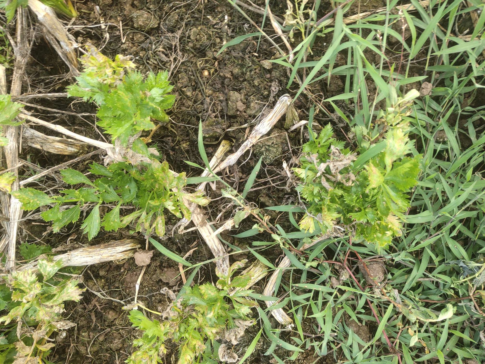 图示为中国大叶芹与山芹菜的主要产区分布,标注东北与华东地区的主要种植区域 大叶芹与山芹菜的产地分布图