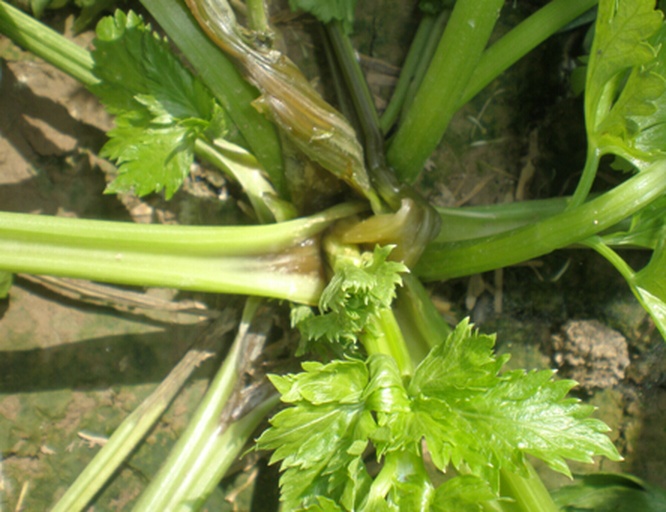 西芹软腐病典型症状特写