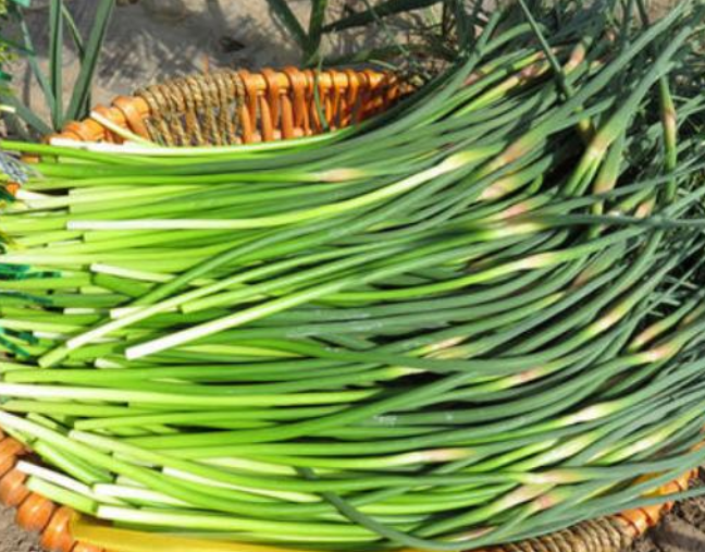 新鲜蒜苗特写