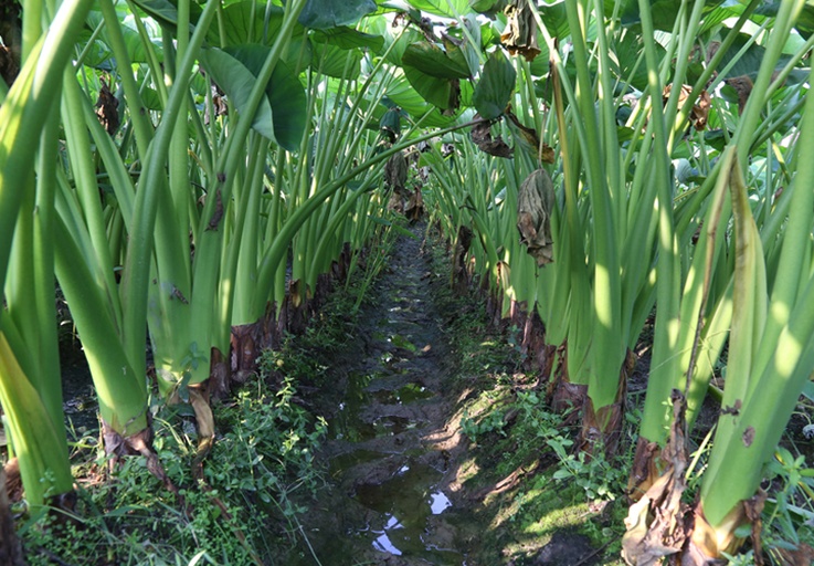 田间采收芋头场景
