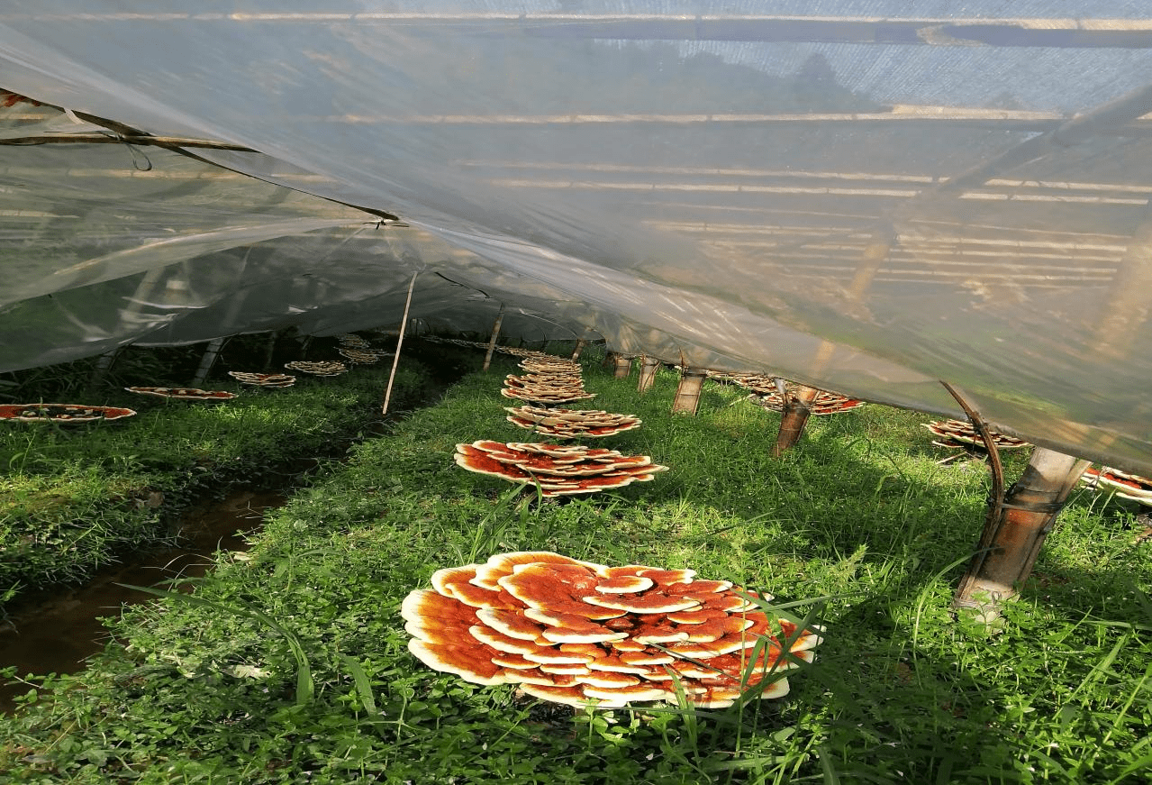 现代化竹灵芝出菇大棚内部,整齐排列的菌袋开口向上放置于金属层架上,顶部安装微喷系统正在作业,背景可见温湿度传感器和LED补光灯带,管理人员正在记录生长数据 竹灵芝出菇阶段管理场景