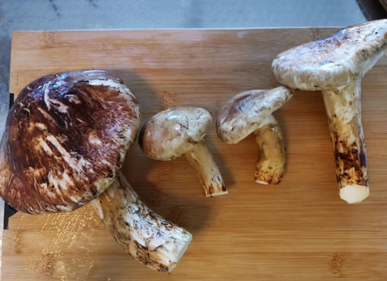 厨师正在烹饪新鲜松茸的场景