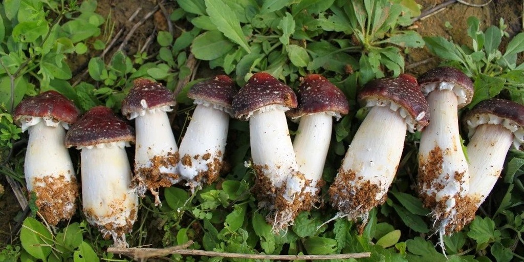 新鲜北风菌特写照片