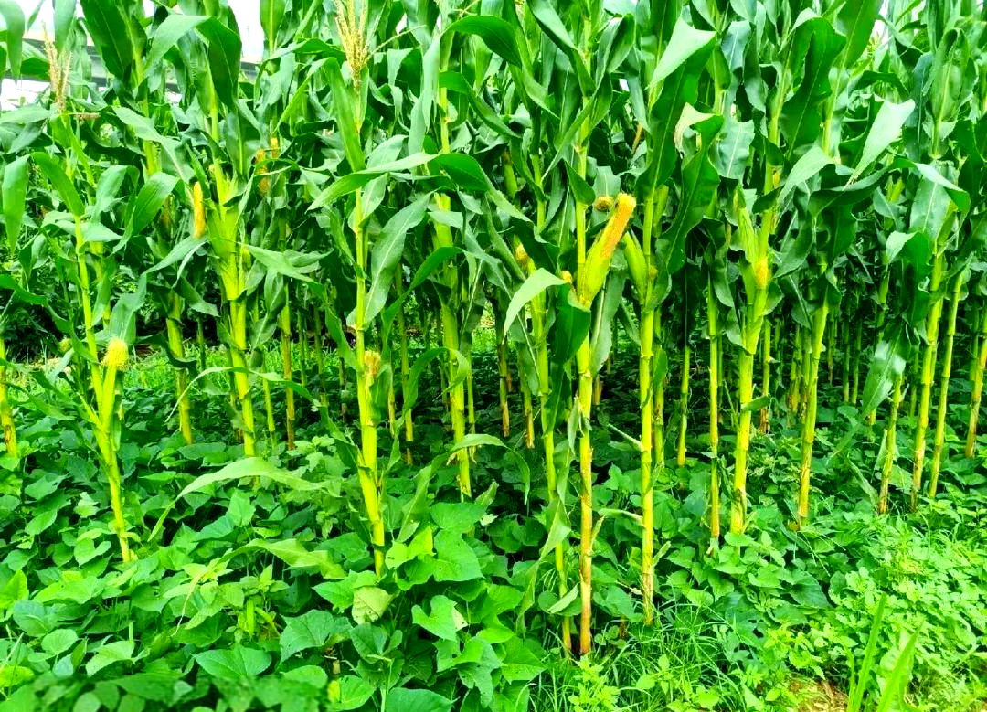 无人机高空摄影:标准化玉米种植基地,展现我国主产区优质鲜食玉米生长环境——土壤肥沃、排灌通畅、绿色防控到位,印证‘好玉米源于好产地’的农产品品质逻辑 农田实景航拍:华北平原连片玉米田,正值灌浆末期,植株挺拔穗大,叶片浓绿无病斑,远处可见灌溉渠与测土配方施肥标识牌