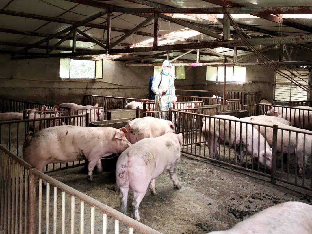 云南农户与技术人员共同检查活猪健康状况