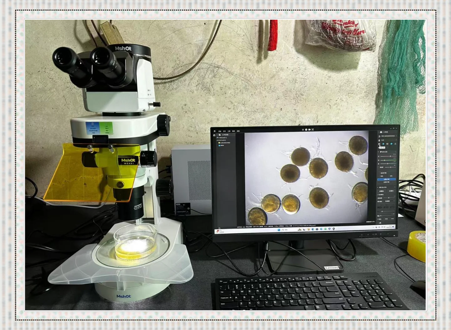 研究人员在实验室分析侧柏籽样本