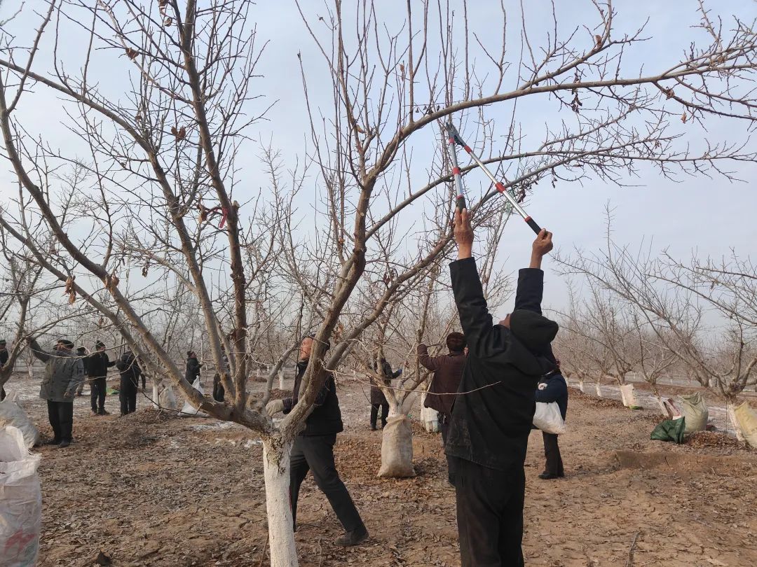 金桔修剪示意图