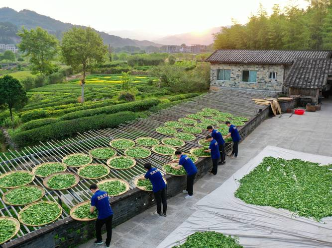 浙江省余姚市四明山镇北溪村传统作坊内,身着民族服饰的村民正在竹筛上摊晾杀青后的红枫叶,背景为柴火灶台和木质工具架,室内温度适宜,光线柔和,体现手工制茶的古法工艺与洁净环境 村民手工制作红枫茶场景
