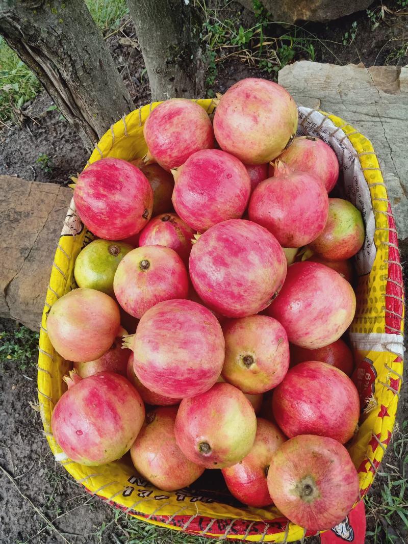 农民在果园中采摘石榴的场景