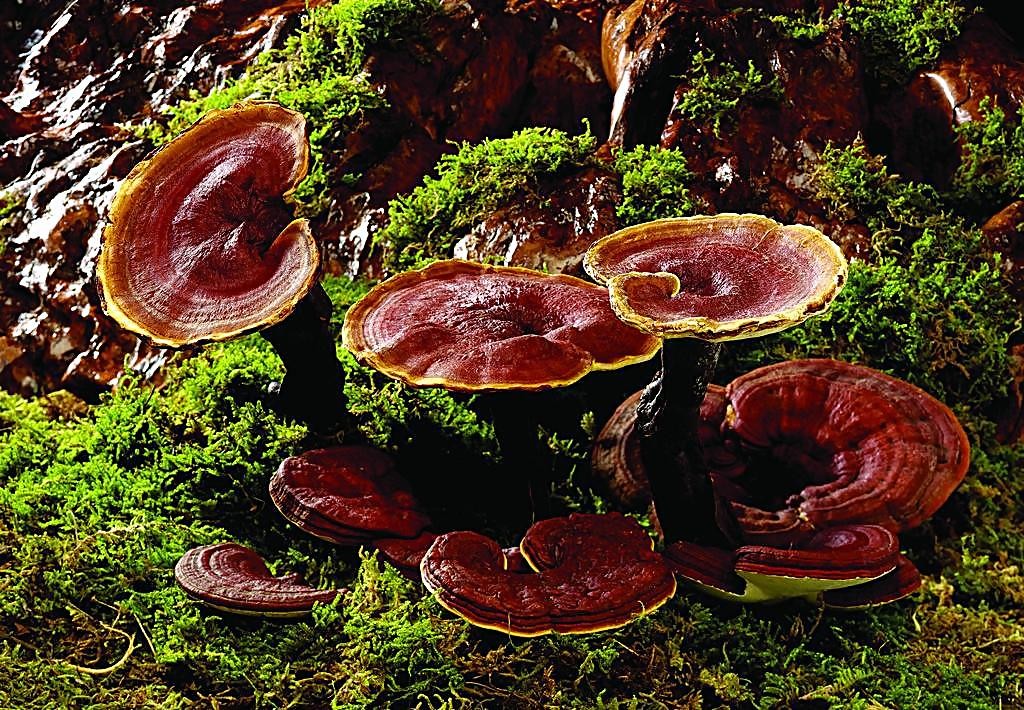 灵芝生长在腐朽的阔叶树干上