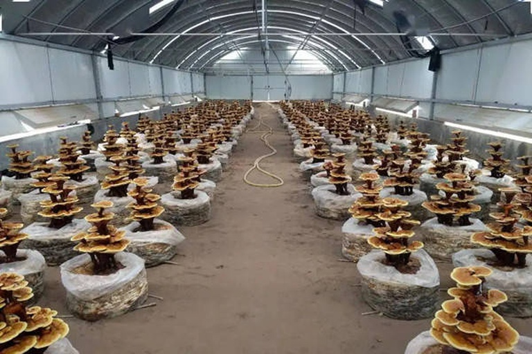 人工培育竹灵芝场景