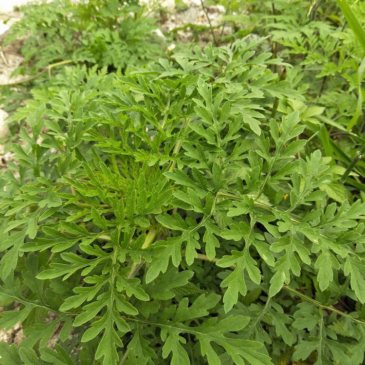胡萝卜叶子的特写图片,展示其羽状复叶结构与锯齿边缘 胡萝卜叶子特写