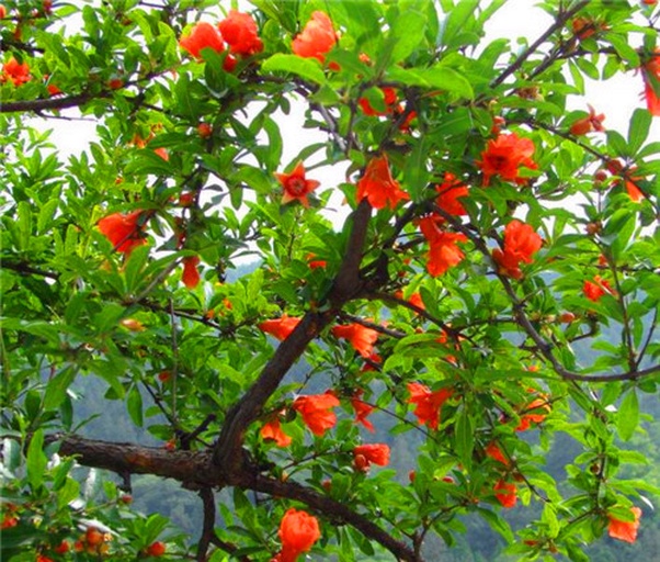 石榴树开花特写