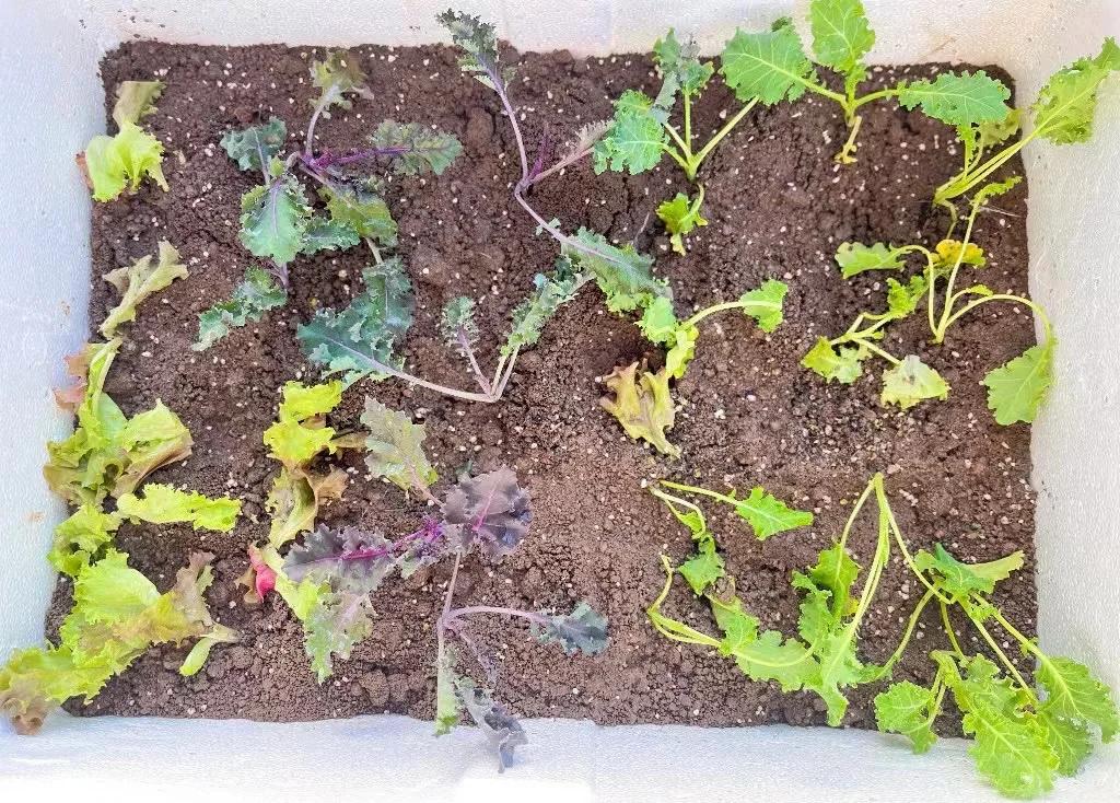 左侧为水分适宜的羽衣甘蓝,植株挺拔、叶片油绿;右侧为缺水植株,叶片卷曲发黄、生长迟缓;中间为过湿土壤导致根部腐烂的样本,根系变褐、有异味,用于直观展示不同灌溉水平下的生长差异 羽衣甘蓝不同土壤湿度对比图