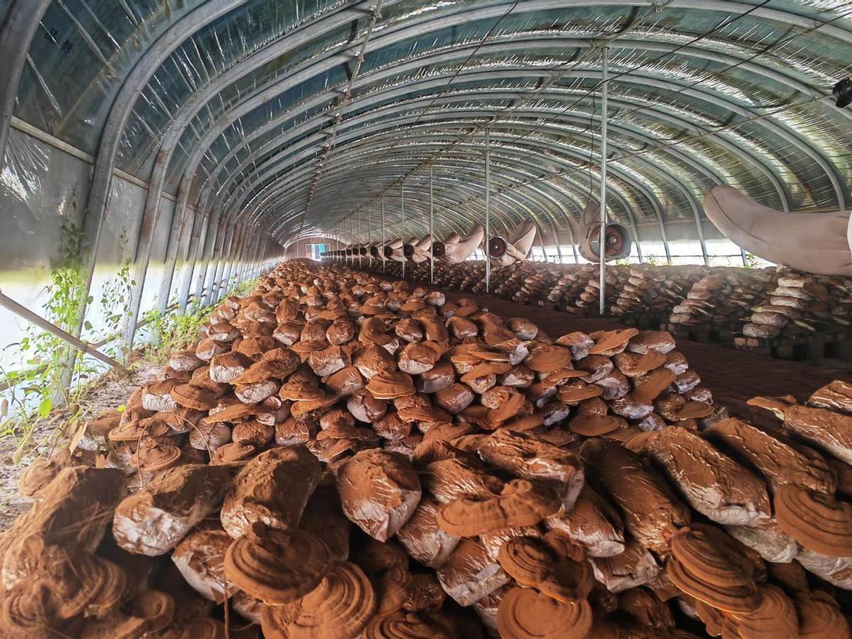 图片说明:展示标准化灵芝出菇大棚内部场景,包含排列整齐的菌袋、顶部喷雾装置、温湿度监测仪、地面排水沟,工人正在检查子实体生长状态,光线柔和,环境整洁 灵芝出菇棚内部环境