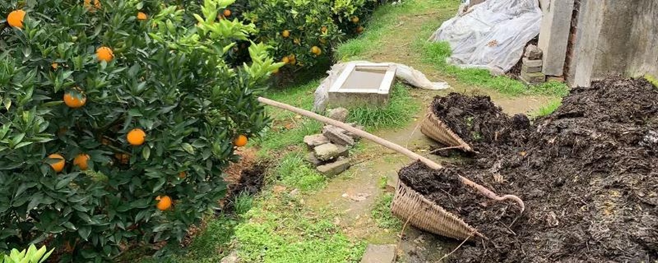 柑桔施肥机在山地果园中进行作业