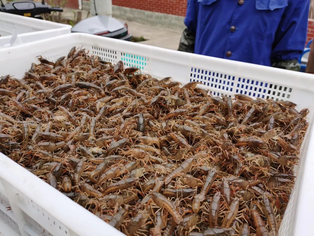 大量新鲜捕捞的小龙虾堆放在竹筐中,外壳呈深红色,钳子粗壮有力,背景为清晨的水产市场,工人正在分拣装箱,水珠在阳光下闪烁,体现鲜活与丰收氛围 小龙虾丰收场景