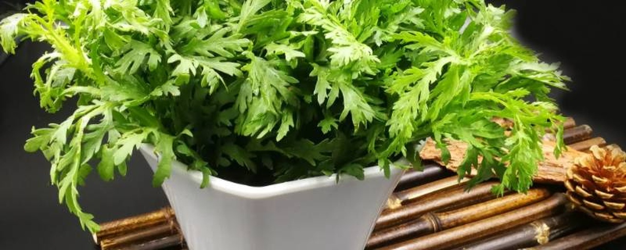 小叶茼蒿植株特写