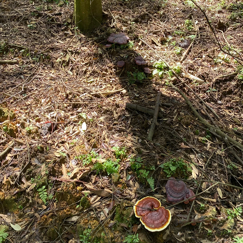 竹林中的野生竹灵芝特写