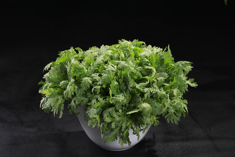 野菊花与菊花脑植株对比图