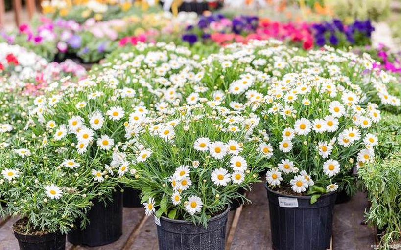 雏菊盛开的花田景观