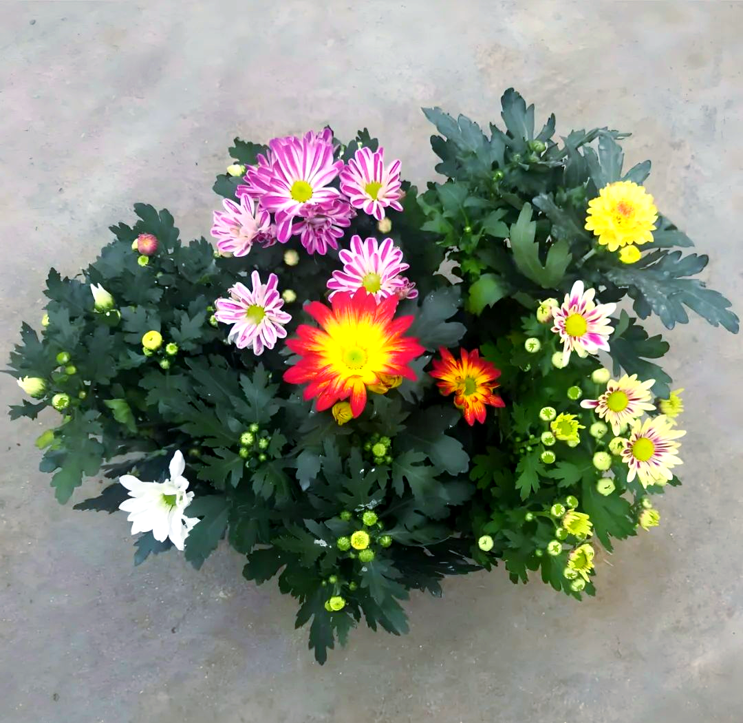 野菊花与雪菊植物分类对比图