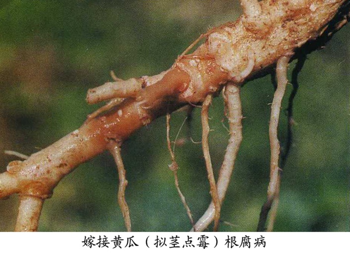 黄瓜根系发育对比图