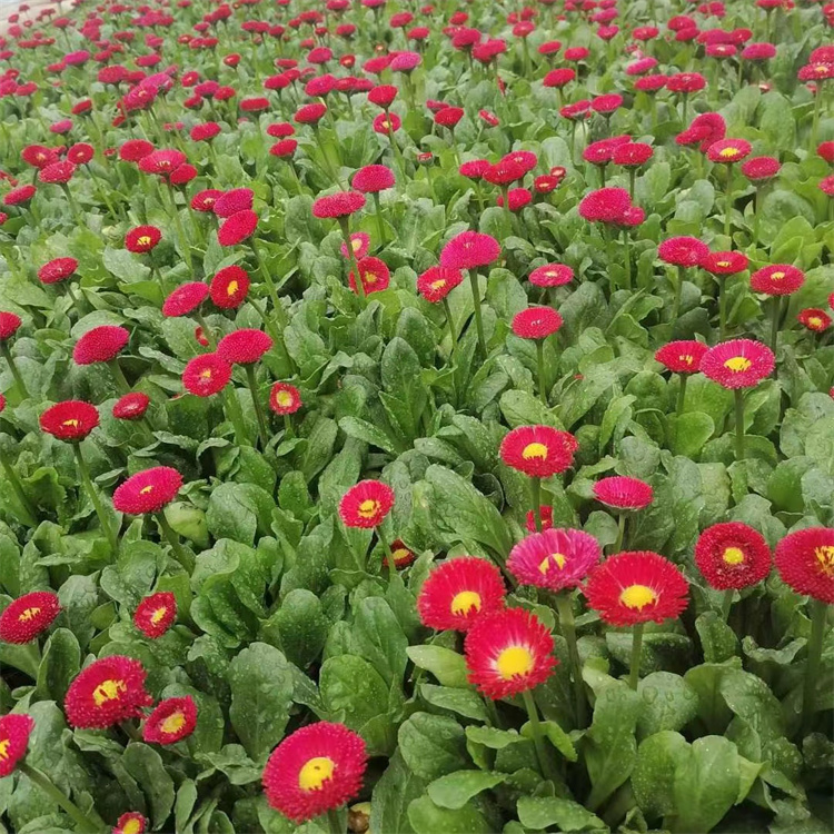 一个城市公园入口处由红色、白色、粉色雏菊组成的圆形花坛,图案呈放射状排列,周围有游客拍照,体现雏菊在园林景观中的实际应用效果 雏菊花坛景观设计示意图
