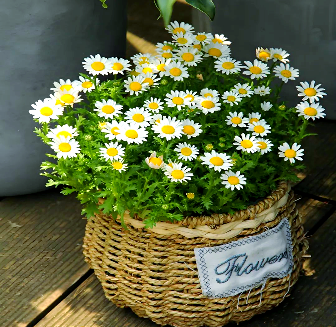 家庭花园中种植的雏菊盆栽与园艺工具摆放在一起