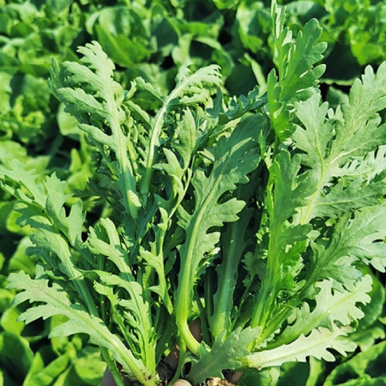 野菊花头新鲜采摘特写:一束带露水的嫩绿色野菊花头,顶芽饱满呈莲座状,茎部略带紫红,表面覆盖细密灰白绒毛,背景为湿润山地腐殖土 野菊花头新鲜采摘特写:一束带露水的嫩绿色野菊花头,顶芽饱满呈莲座状,茎部略带紫红,表面覆盖细密灰白绒毛,背景为湿润山地腐殖土