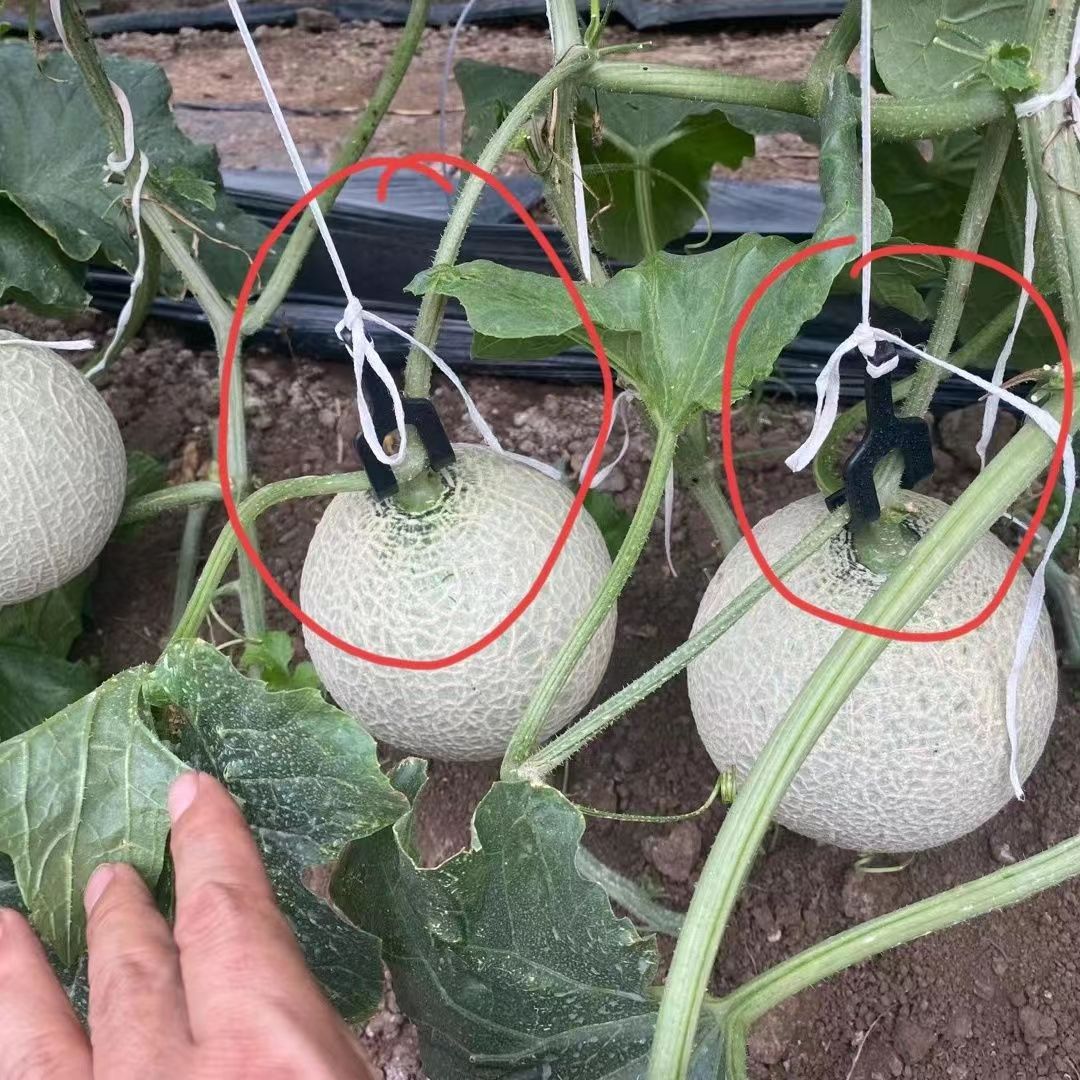 一位戴草帽的农民蹲在哈密瓜地里,用手轻轻按压瓜体检测软硬程度,旁边放置便携式糖度仪和记录本,背景为整齐排列的网纹瓜植株,展现科学种植现场 农户在田间检测哈密瓜成熟度