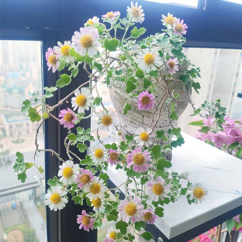 一个城市阳台上的雏菊盆栽群,上方覆盖灰色遮阳网,花盆整齐排列,植株健康有少量花朵开放,背景可见喷雾装置和小型风扇,体现夏季降温管理场景 雏菊夏季遮阳栽培实景图