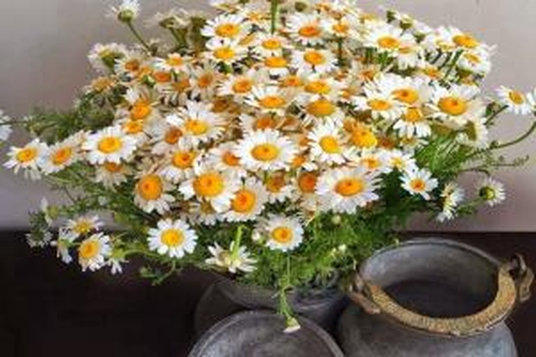 黄金小雏菊花艺作品展示