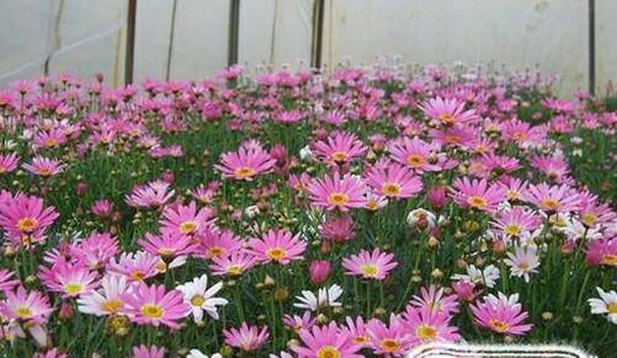 七彩雏菊盛开的花田全景