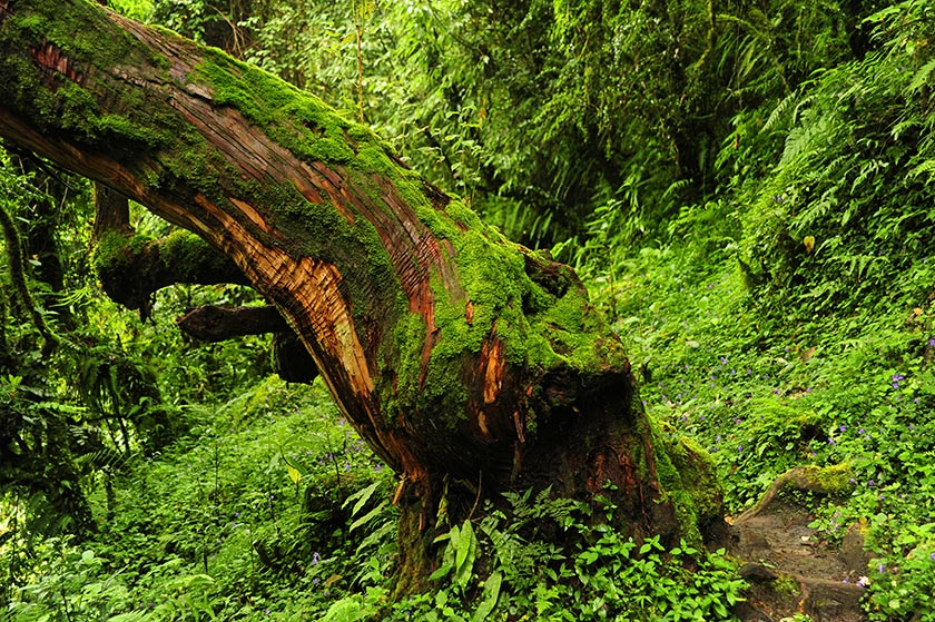 远景展示一片郁郁葱葱的青冈树林,位于山坡地带,晨光透过树叶洒下斑驳光影。数棵青冈树干上可见明显的灵芝生长痕迹,周围植被丰富,地面覆盖落叶与苔藓,展现原始森林生态系统的完整性 山林中一片青冈树林远景,树木高大茂密,部分树干可见灵芝生长