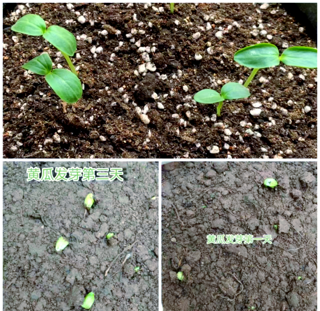小黄瓜不同生长阶段示意图