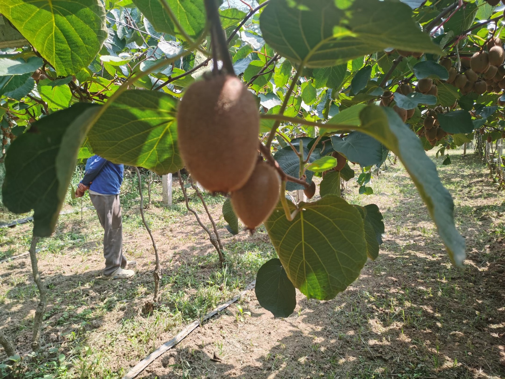 农户在果园中采摘绿心猕猴桃