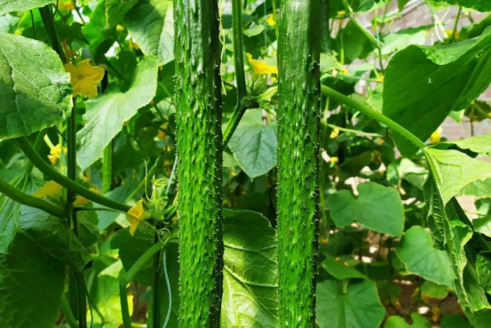 小黄瓜植株特写