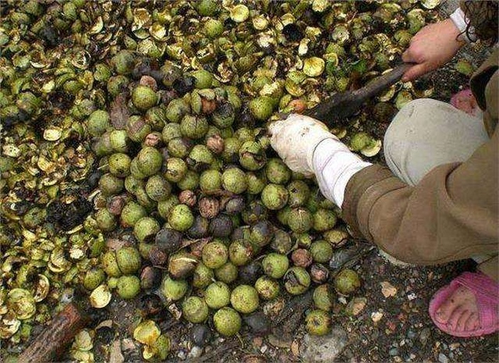 青皮核桃去皮操作过程