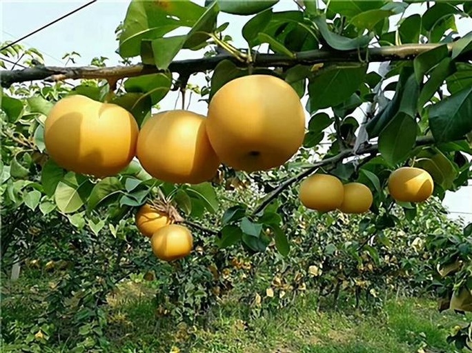 老梨树秋季结果特写