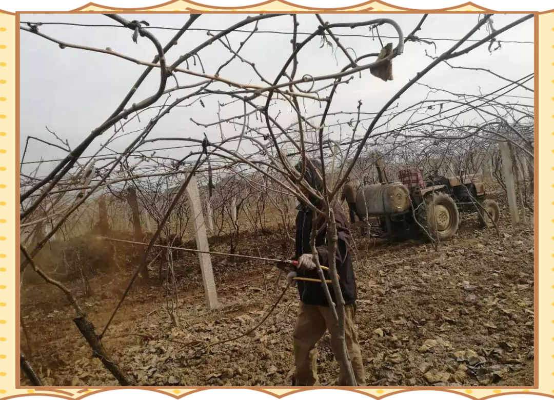 展示葡萄园中果农进行修剪、喷药和病害巡查的综合管理现场图 葡萄园管理与病害防控现场图