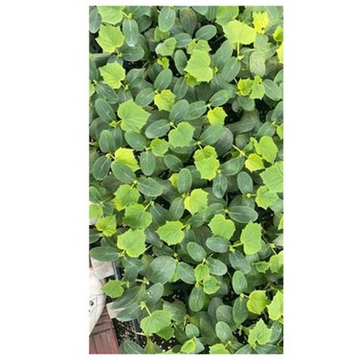 小黄瓜幼苗期开花特写