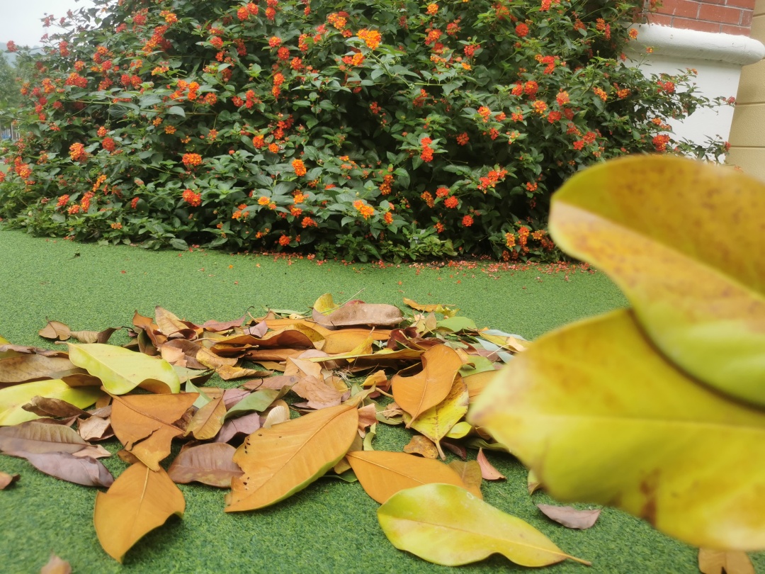 一名女子蹲在山坡边观察一丛黄色野花