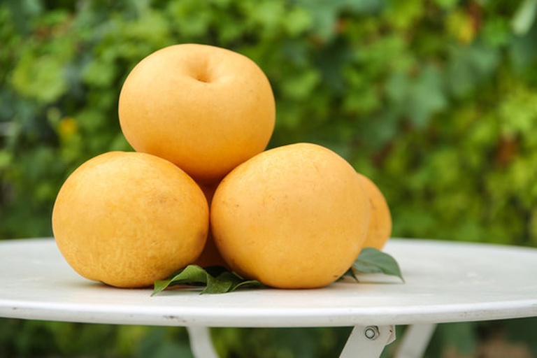 一篮新鲜采摘的黄绿色梨整齐摆放在木质桌面上,背景为果园环境,阳光柔和,梨表面带有自然水珠,显得饱满多汁 梨果展示图