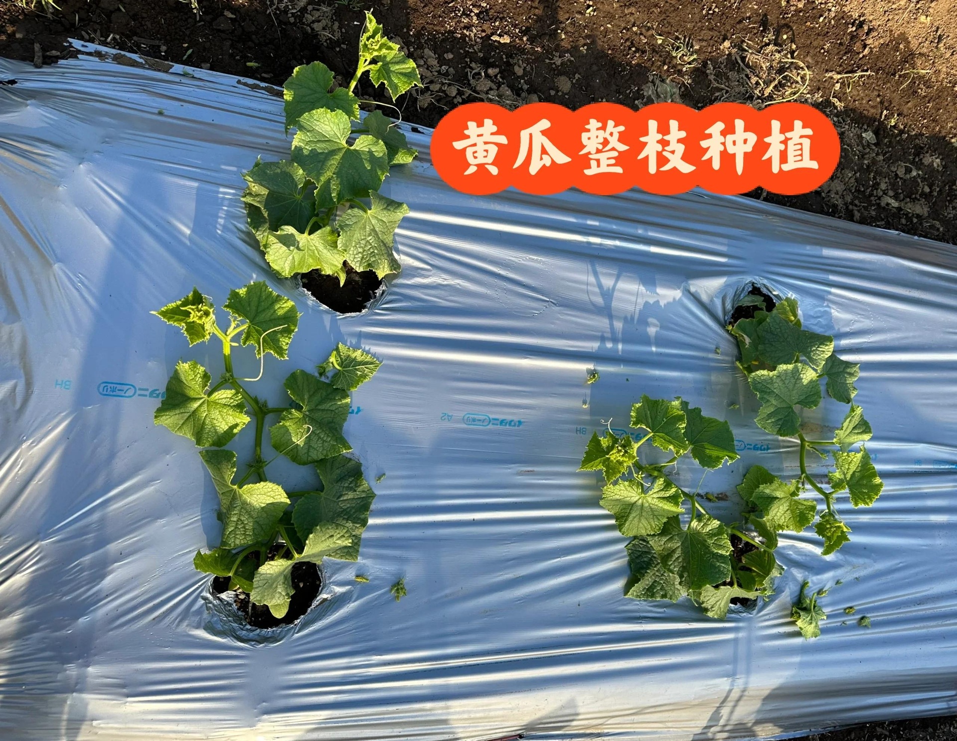 农民在菜地中检查黄瓜植株并记录生长情况