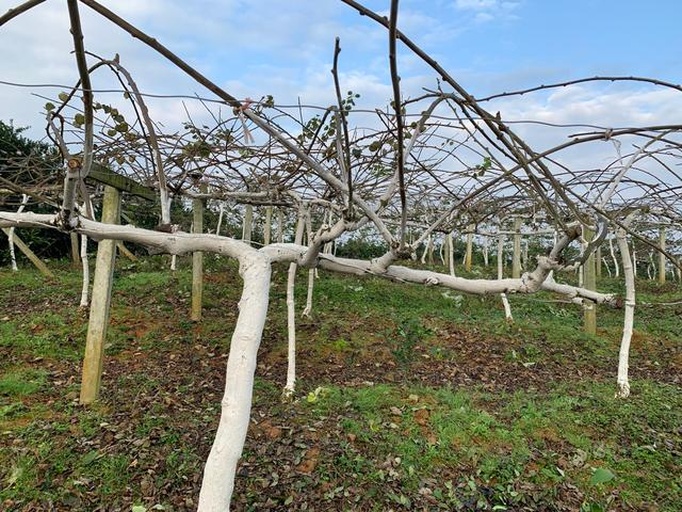 冬季修剪示范图