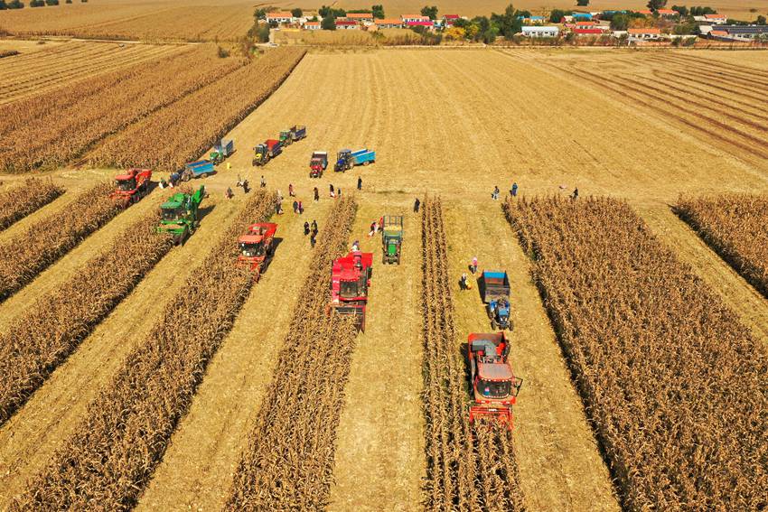 中国东北黄金玉米带秋季丰收景象