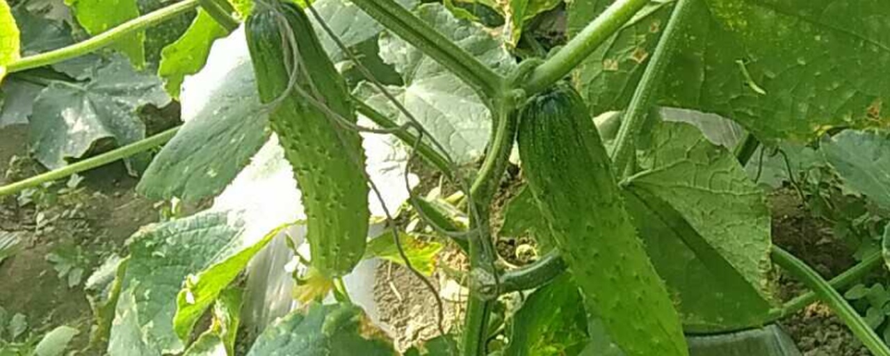 一根表皮泛黄、体积较大的老黄瓜被横向切开,露出内部深褐色、饱满排列的种子,背景为木质托盘和晾晒网,体现传统留种过程 老黄瓜剖面展示种子状态