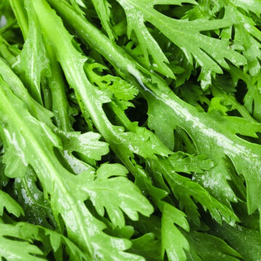 野菊花与菊花脑植株对比图
